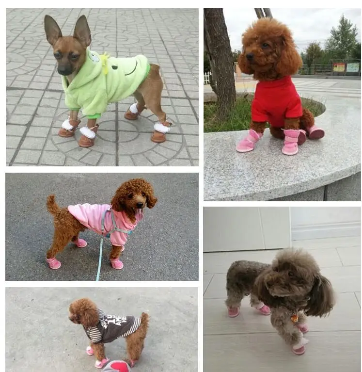 Pet Shoe2.jpg
