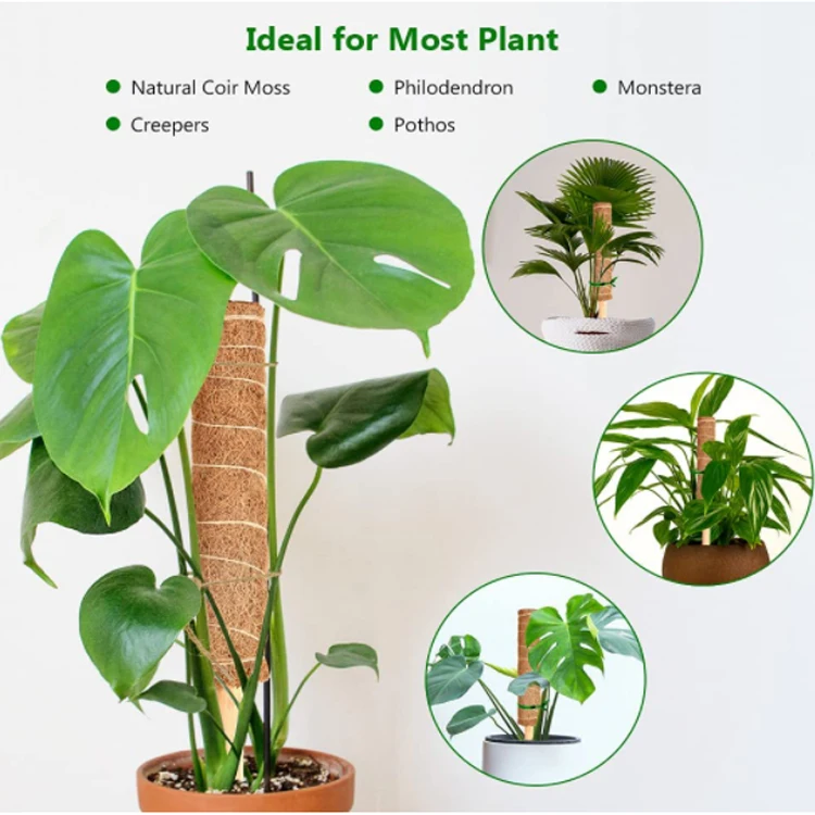 Moss Poles For Climbing Plants 40Cm Stick Coconut Coir Moss Poles Plant Support Palm Pillar Long coconut palm stick