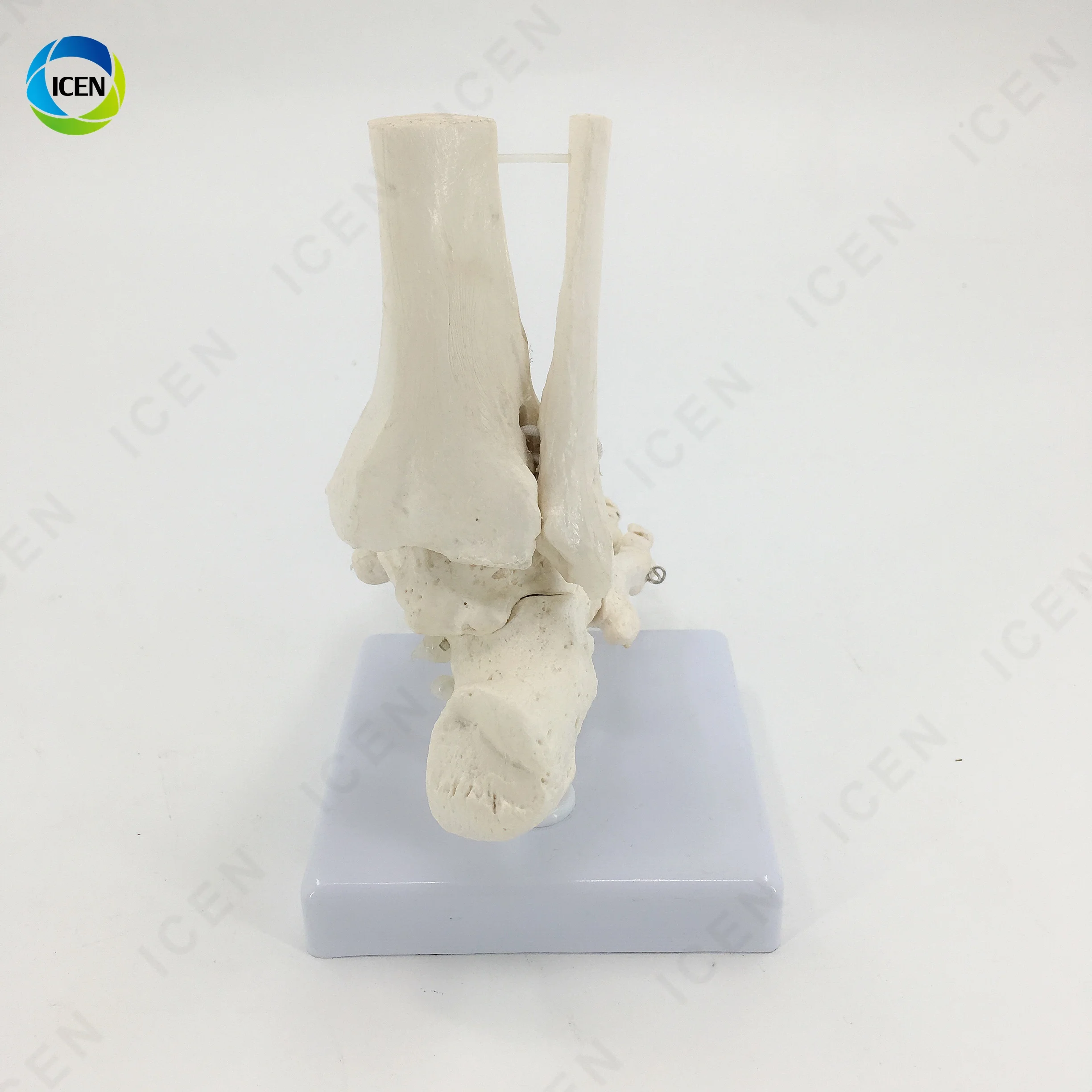 IN-M12 Flexible Foot Bone Model Ankle Joint Bones Of Foot Skeleton Anatomy Medical Teaching Tool