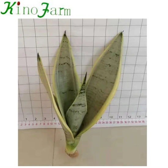 
 Белый снег sansevieria  