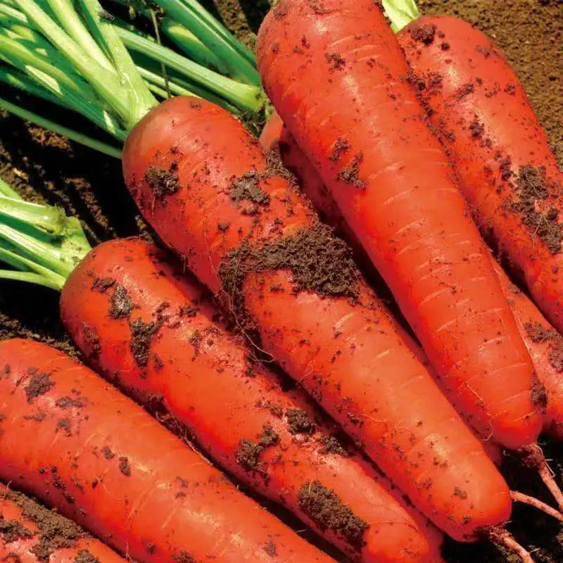 Premium Fresh Vegetable Fresh Carrots in Bags All Specifications of Fresh Carrots