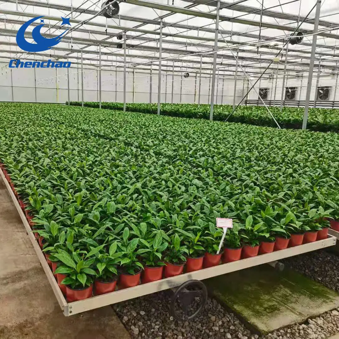Greenhouse Welded Wire Mesh Rolling Bench(standard size:2.5m*1.65m*0.75m)