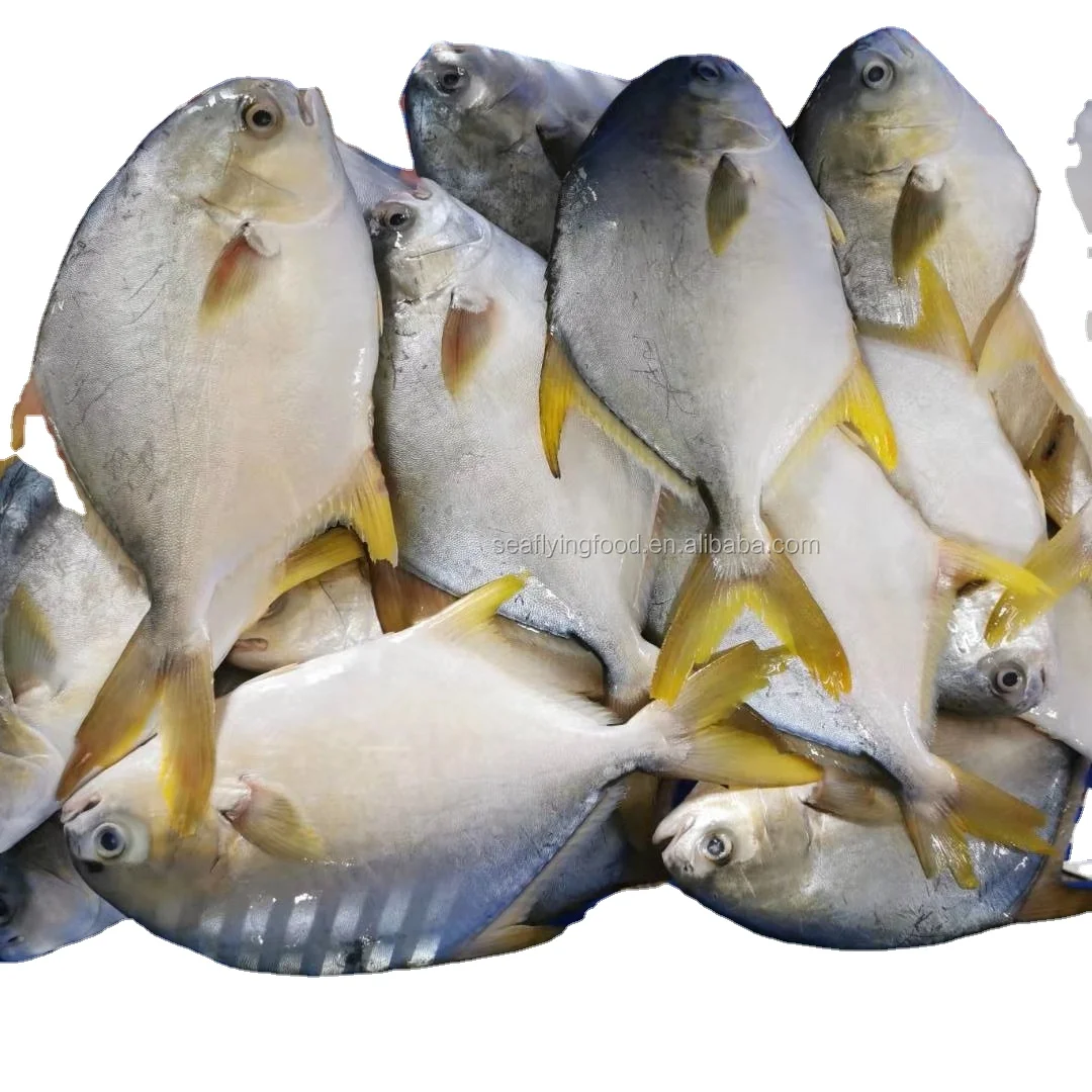 China pompano fish whole round golden pompano golden pomfret fish for sale