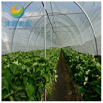 Multi Span Film Green House Farm For Tomatoes Planting Green Houses Agriculture Commercial