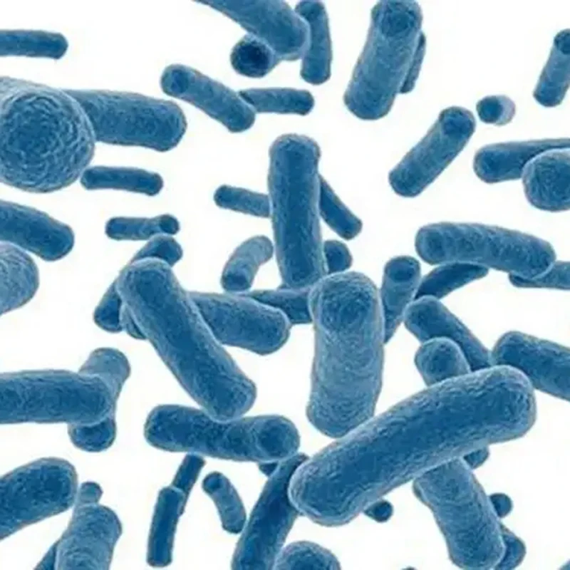Oem Service Improve Animal Feed Intake 50 Billion Additives Probiotics Powder Bacillus Coagulans Poultry Feed Concentrate