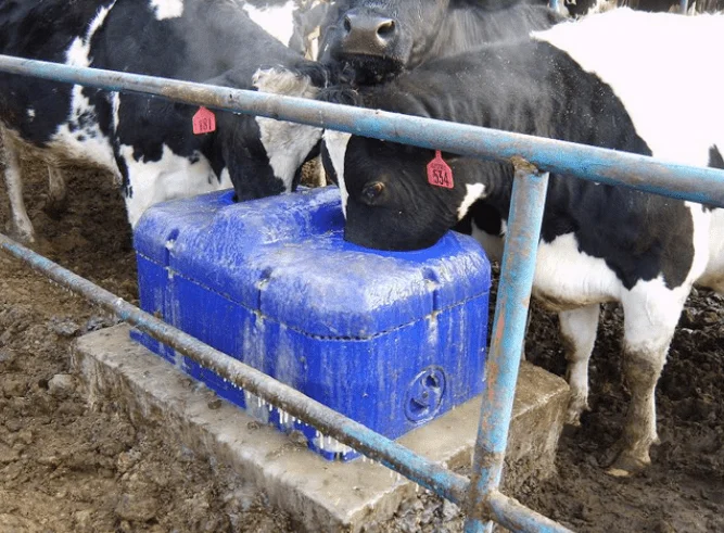 Automatic animal drinkers farming goat cow watering trough for farm animals