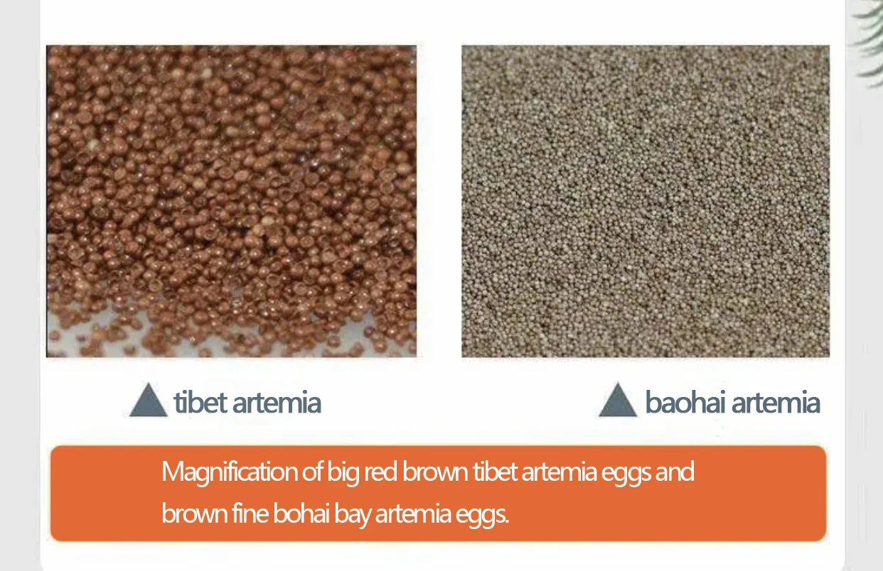 super-fine eggs minnows birth feeding food and High hatchability  Artemia Cysts Bohai bay Eggs