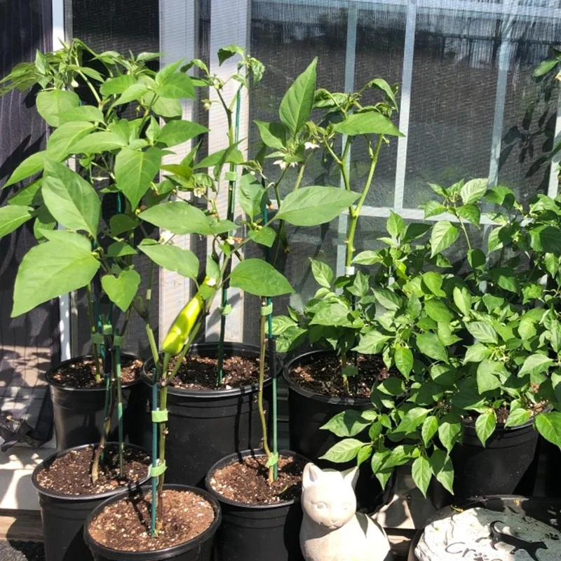 Garden Wood Sturdy Bamboo Sticks, Floral Plant Support Stakes for Garden Plants 50PCS Pack