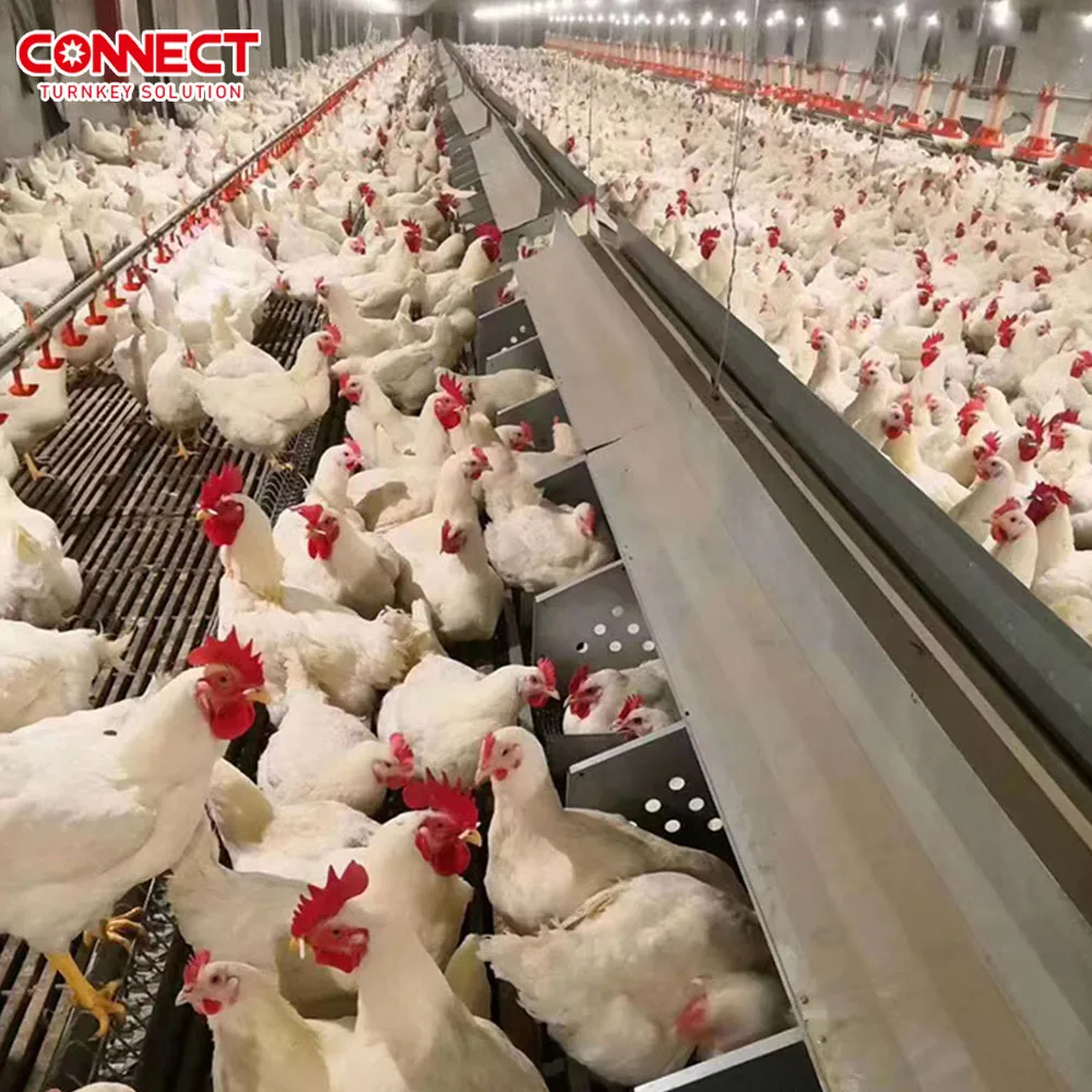 Complete Capacity Automatic Poultry Chicken Breeder Broiler Layer Farm Building Henhouse Raising Farming Equipment System Set