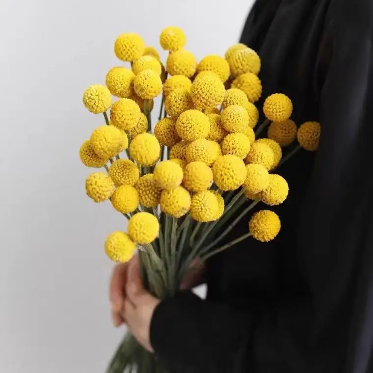 JDL012 Dried Billy Buttons Natural Flowers Factory Outlet Cheap Preserved Craspedia Billy Balls Bouquet For Sale