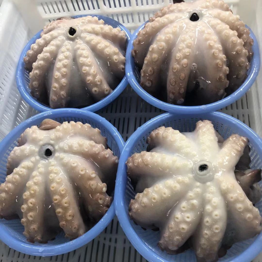 
 Raw Octopus T1 T2 T3 T4 T5  