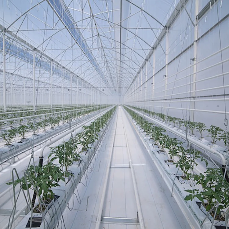 Galvanized Steel Frame for Agriculture Low cost Tunnel Greenhouse for Outdoor Flowers Plant PE Film Greenhouse