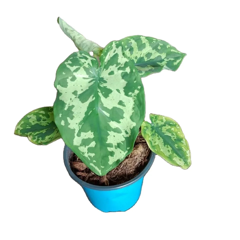 
Wholesale live plant Hilo Beauty Alocasia Potted Plant 