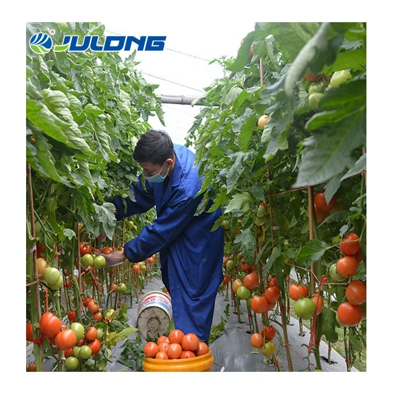 In stock turnkey projects agricultural tomatoes hydroponic invernadero greenhouse green house for sale