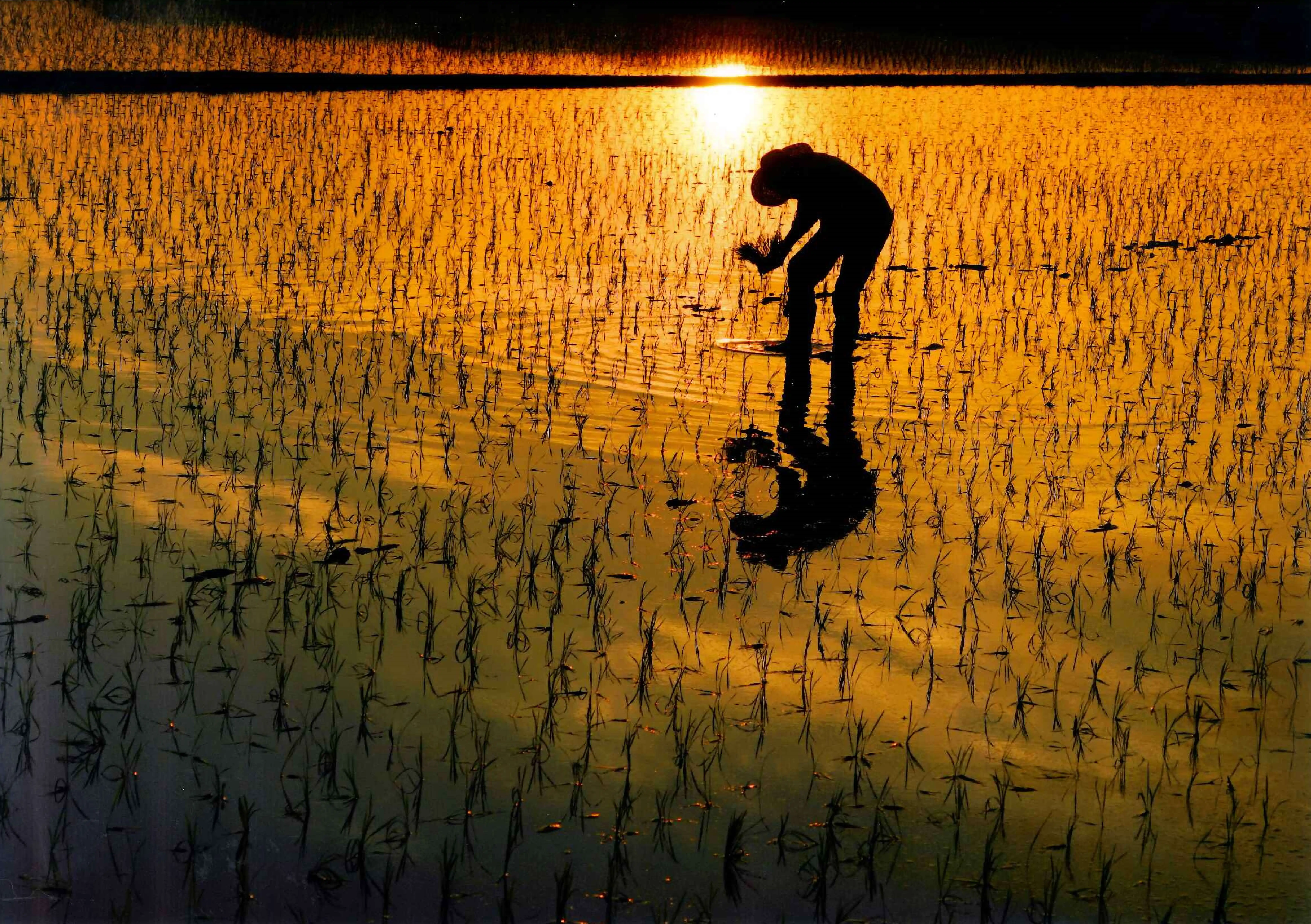 Hinode Inami-cho san Junmai Hon Mirin