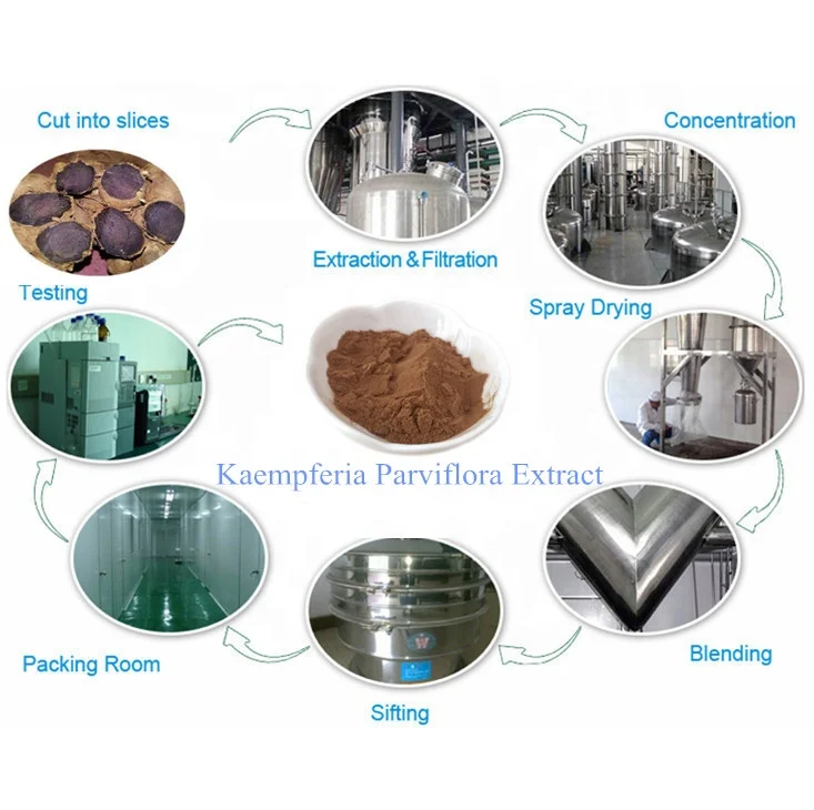 10:1 20:1 Pure Kaempferia Parviflora Extract Powder for Men