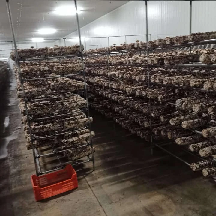 
Organic Shiitake Substrate Mushroom Spawn Logs Easy Grow Mushroom Kit 