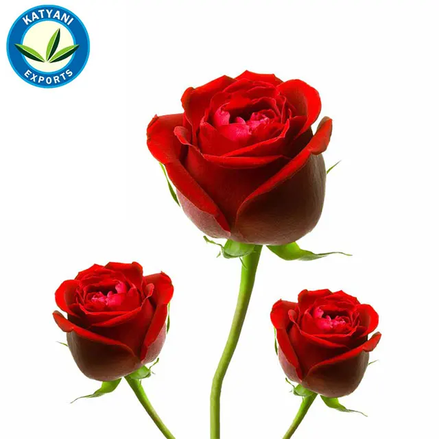 100% органический натуральный и чистый сразу привлечет Gulab (розовый)/Лучший (розовый)