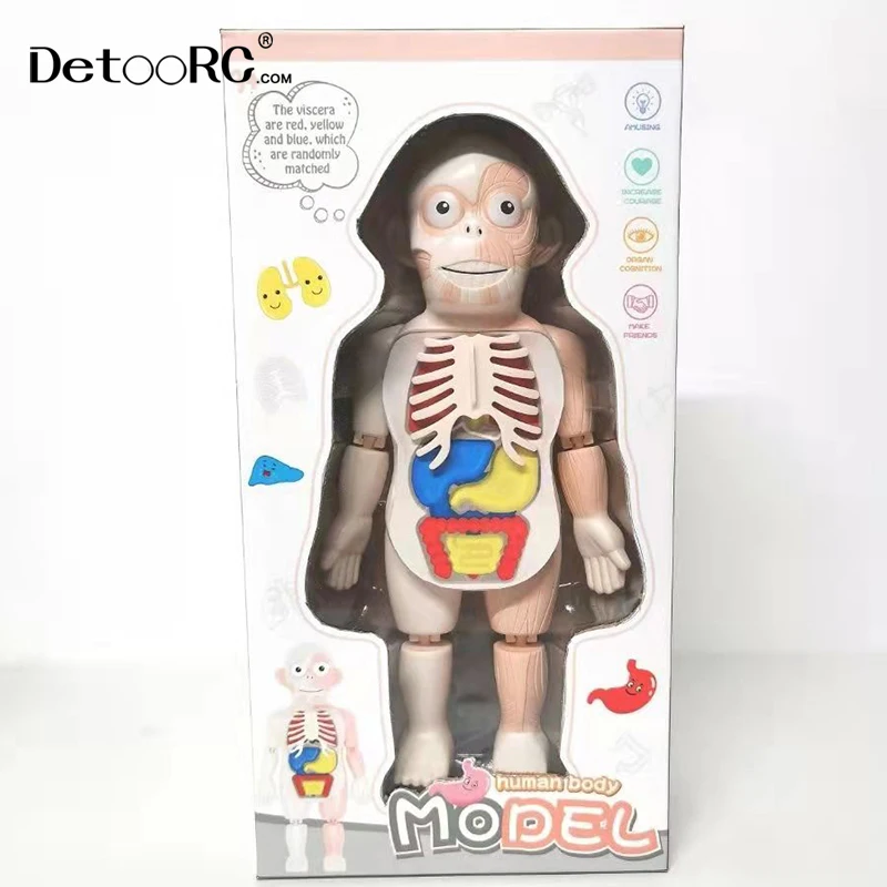 
Detoo DIY Artificial human organ education model intelligence assembled toys for kids human body model toys 