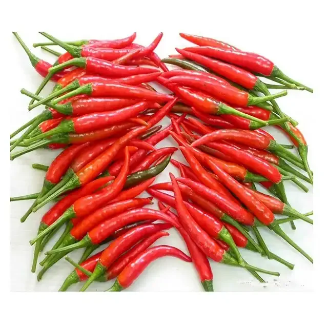 High Quality Low Cost Raw Fresh Hot Spice And Herb Large Red Chili Peppers Sweet Red Paprika Chilli Pepper Cooking Spice