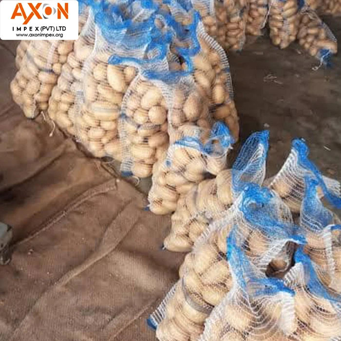 
New Crop Fresh Potato for Bangladesh Market/ Mozika Potato/Potato Mesh bag 