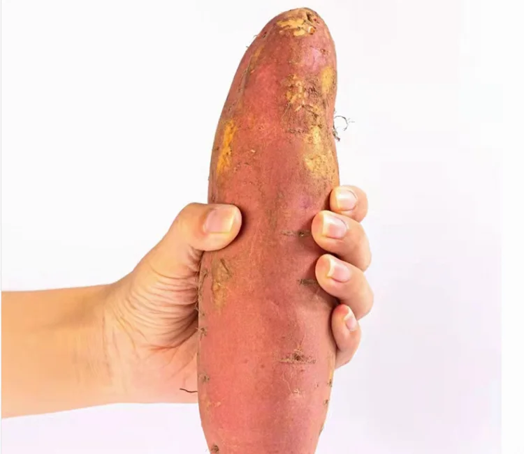 Fresh Organic Sweet Purple Potatoes Yellow Orange Store Style Packaging GAP Country Weight Shelf Temperature Origin Type Life