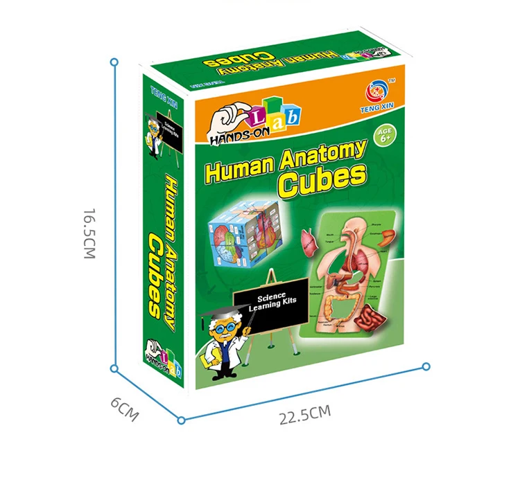 Hot Human Organs Anatomy Stem Early Education Toys Magic Cube for Kids