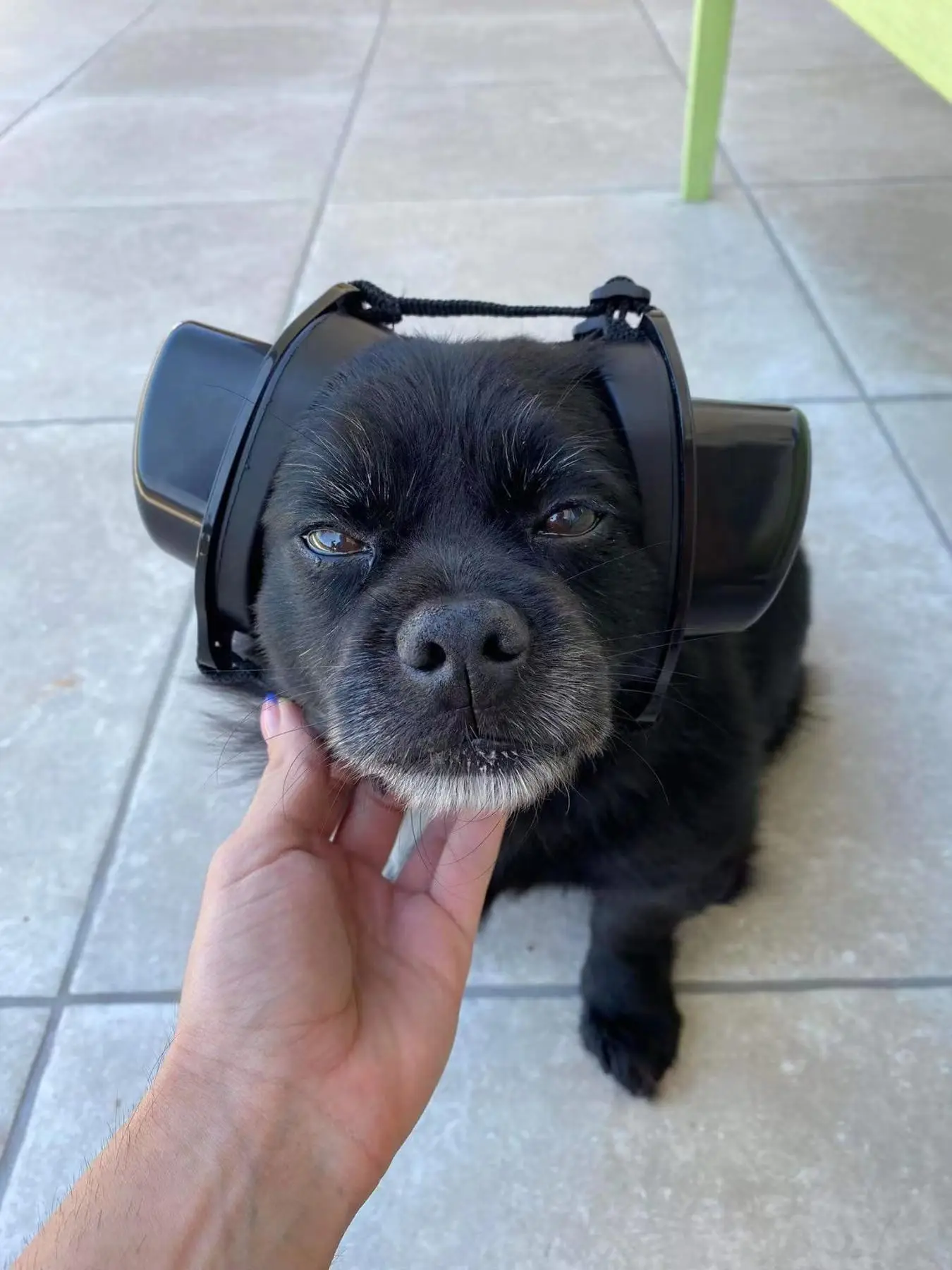 Ear Plugs for Hearing Noise canceling Earmuffs  Dog Hearing Protector Thunder Fireworks