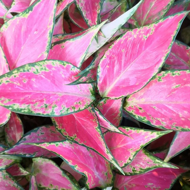  Искусственные саженцы aglaonema семена растений