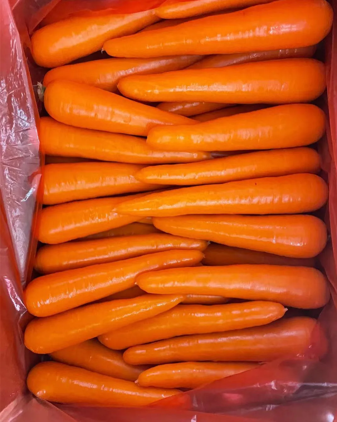 chinese fresh carrot S M L 2L 3L Shandong new crop Qingdao port
