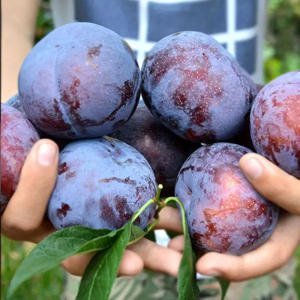 Настоятельно рекомендуемый 100% Натуральный Свежий Камень, фрукты класса А, австралийская свежая слива