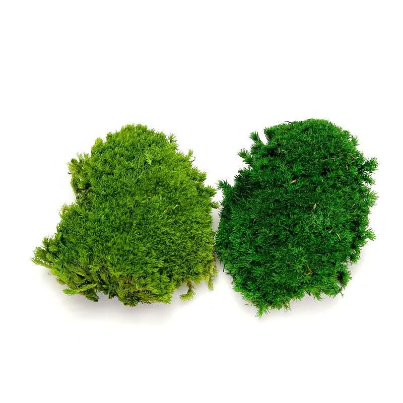 2023 Wholesale Preserved  Moss For Moss Wall Art Decoration