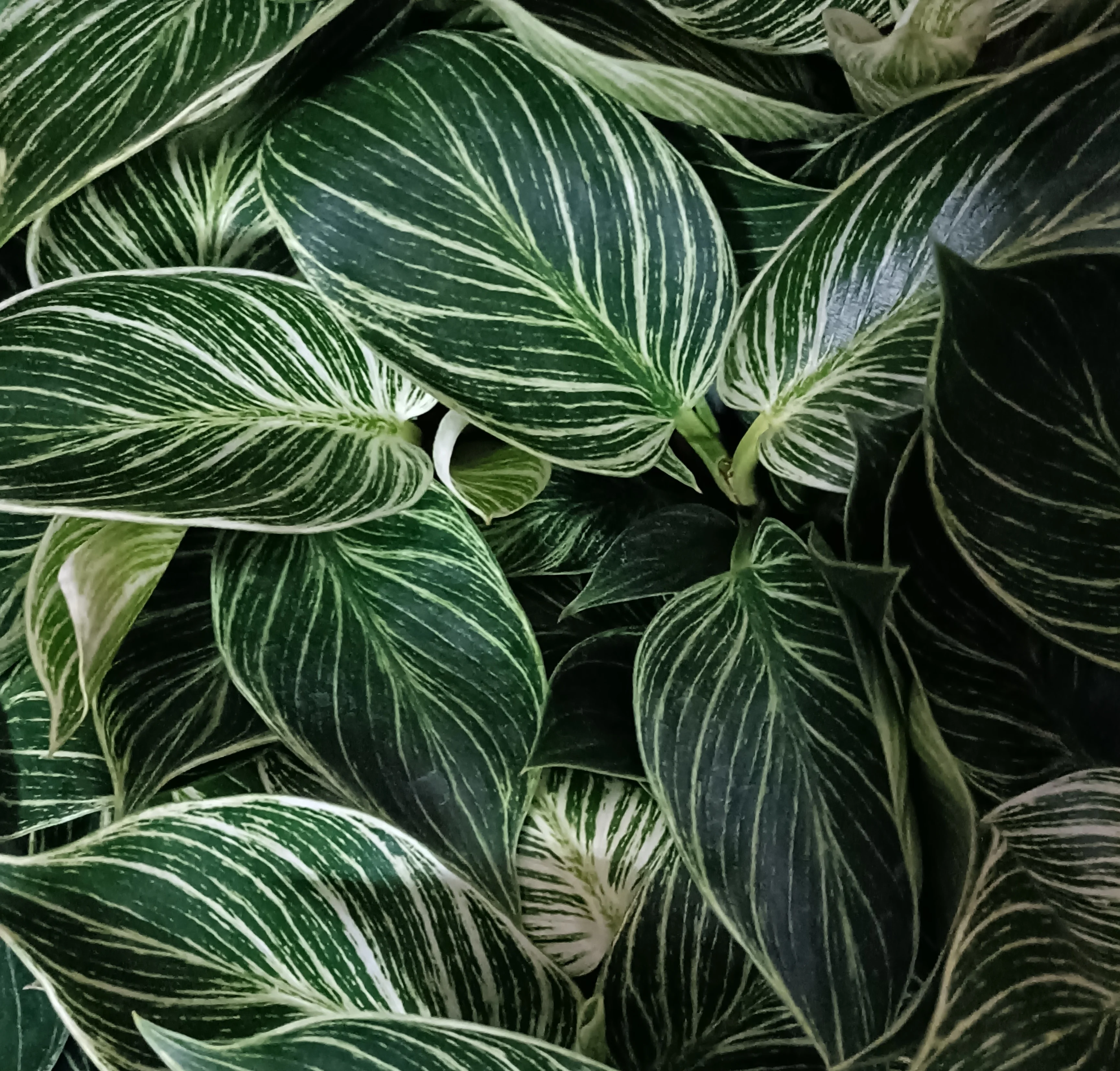 Wholesale high quality Philodendron Birkins ornamental live plant bonsai for decorative foliage plant