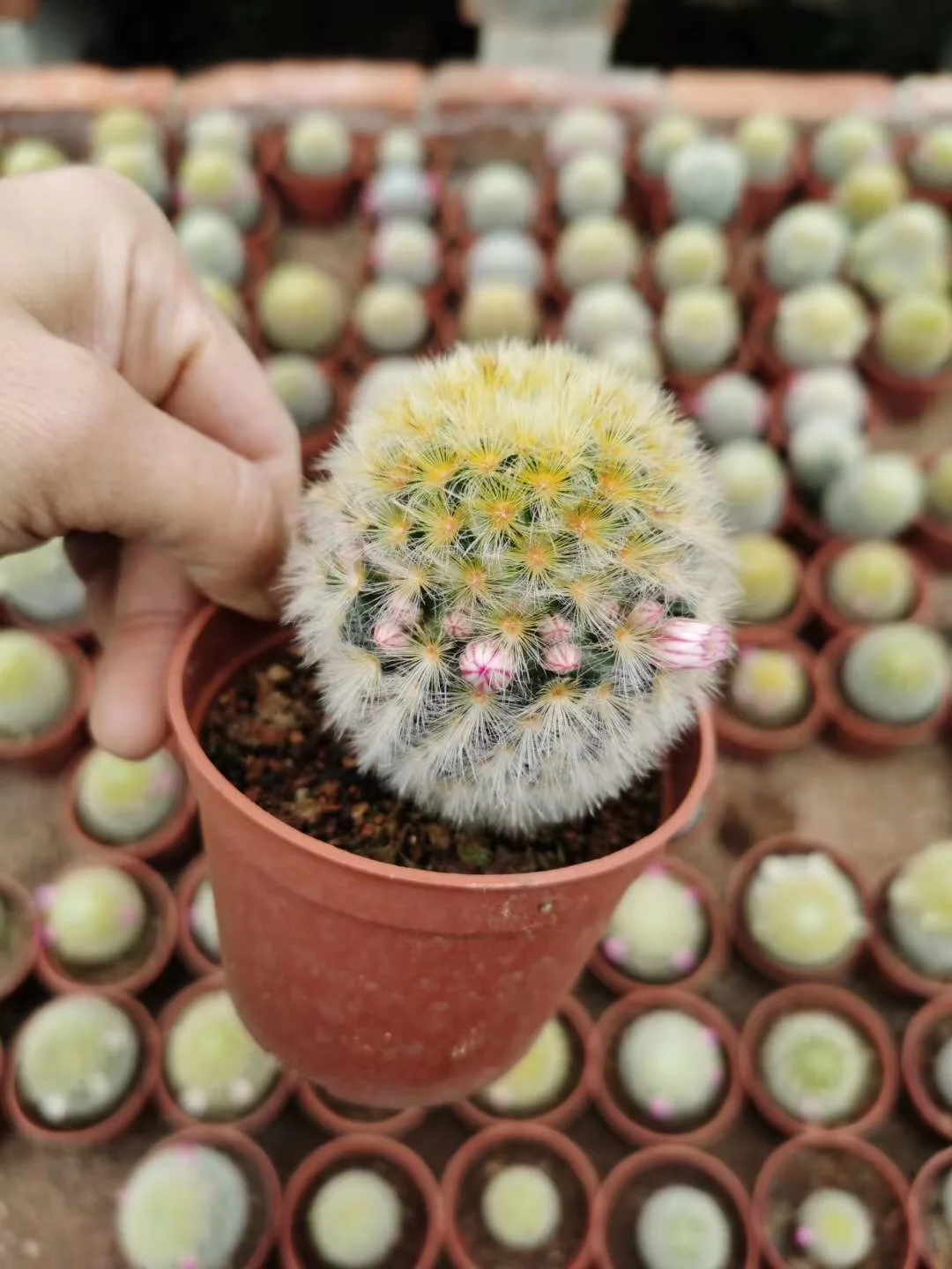 Mammillaria carmenae Buddha  Cactus wholesale Mini Cacti Live Cactus Succulent Plants indoor plant