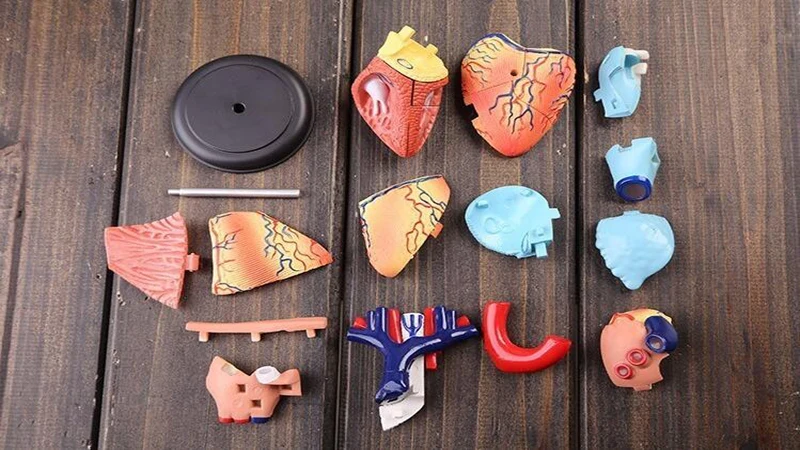 31 Parts 4D MASTER Assembled Human Heart Anatomy Model as Children Toy