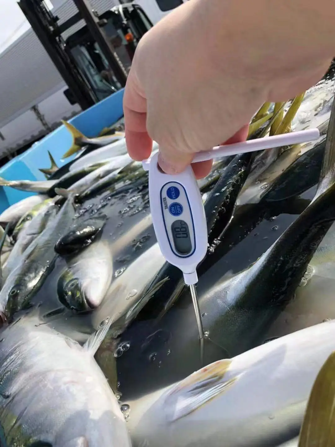 kanpachi Frozen fish cut yellow tail yellow taillla longiceps by wild planet new caught Japan origin for human consumption