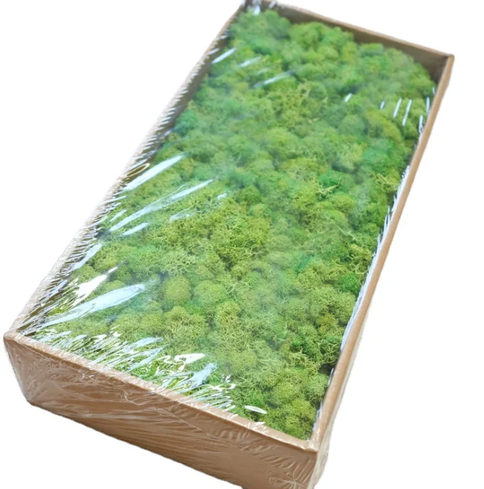 Preserved moss natural and real touch moss 200g and 500g