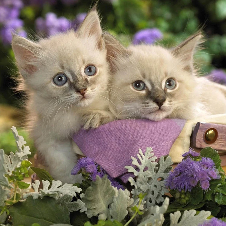 
5d diamond painting custom animal series cute pet diy diamond painting decorative painting 