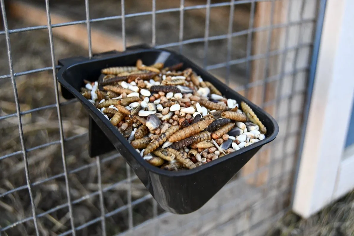 Coop Cups for Pet Parrot Parakeet Gamefowl Poultry Pigeon LMB-13