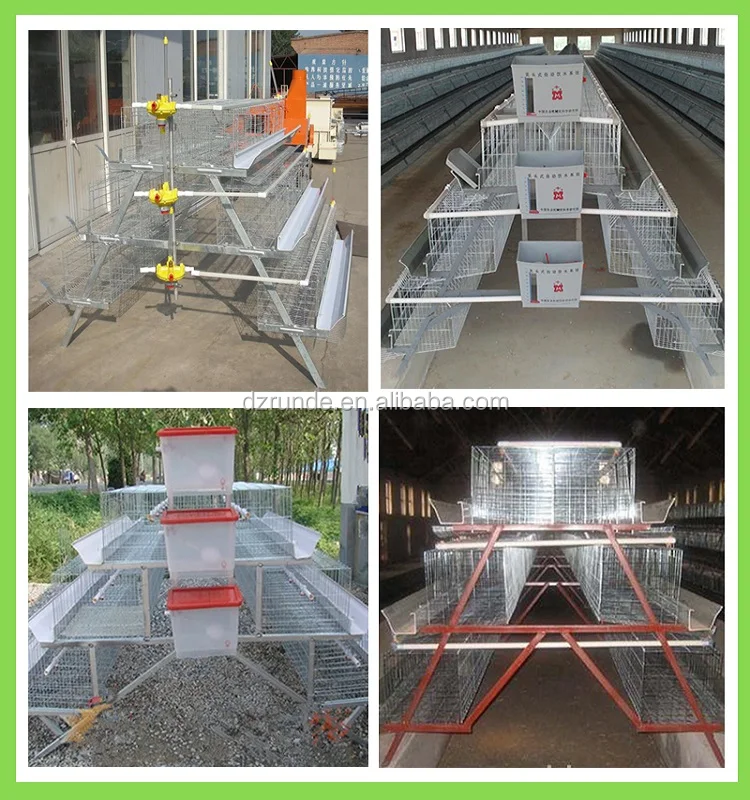 poultry  pigeon quail breeding layer battery cage with auto water system