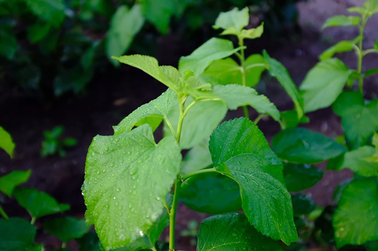 Oem available in small lots organic Japanese mulberry leaf  other herbal plant extract powder