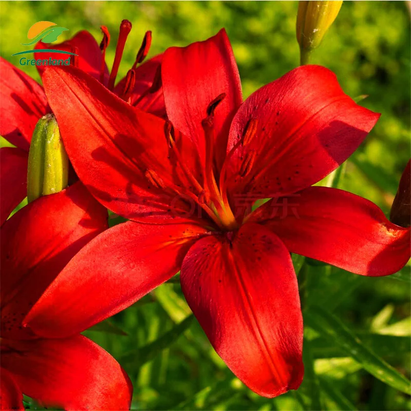 Factory wholesale Lily bulb extract Baihe PE powder Lilium Extract Powder