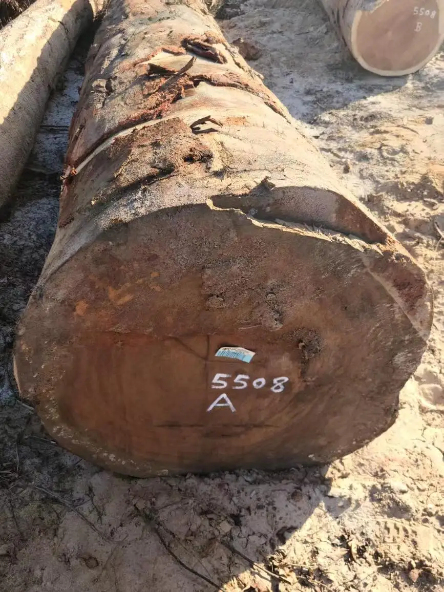 Darina round logs from Guyana, High quality with low price