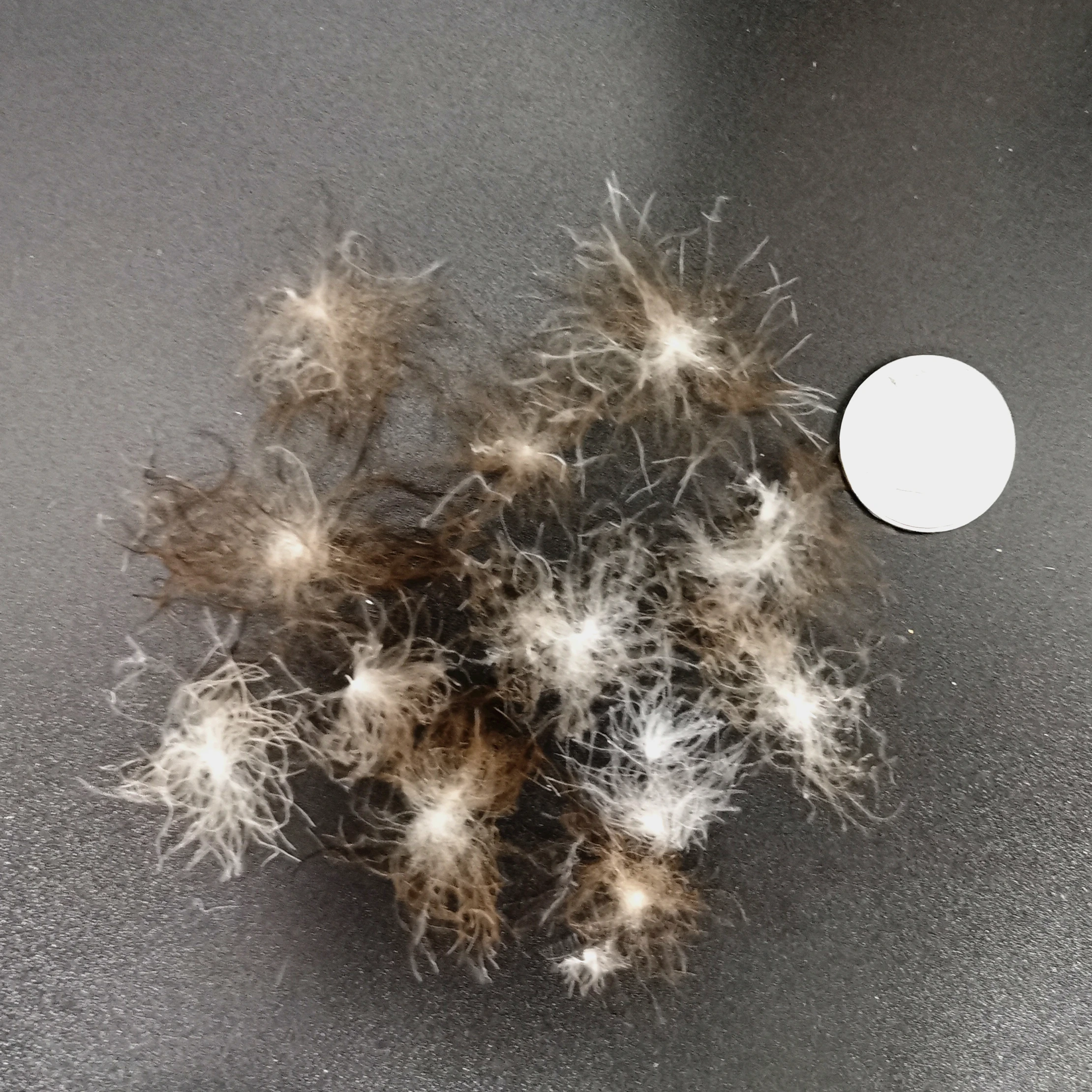 Wholesale 95% Washed Big Grey Muscovy Woman Duvet Duck And Down Feather Sort