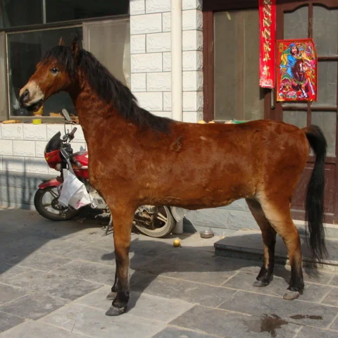 1:1 Simulation Horse Model Animal Specimen Horse  Fur Animal Leather Specimen Horse Ornament
