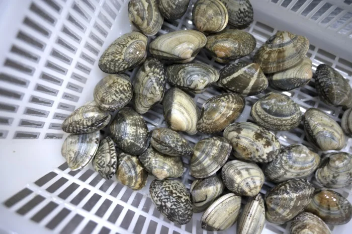 Manufacturers wholesale shellfish clam delicious little clams