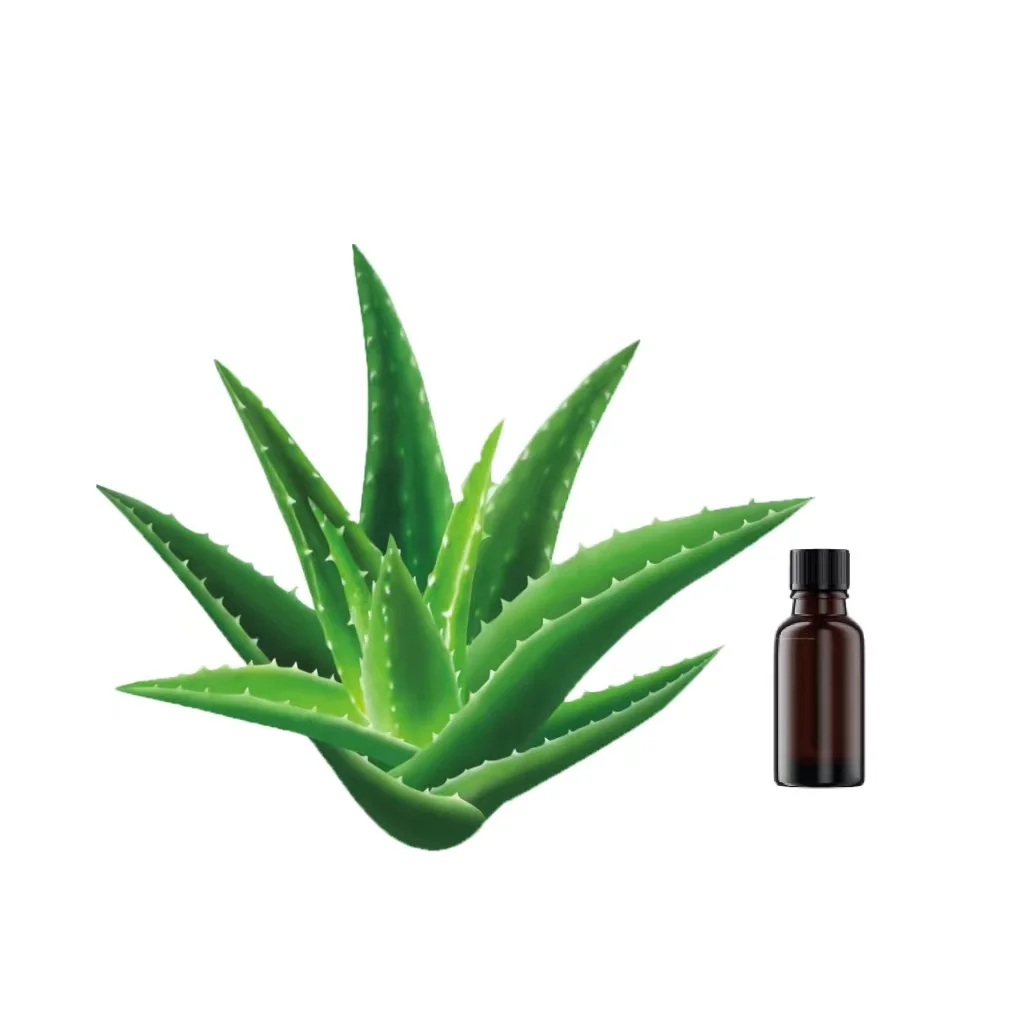Fresh Aloe Vera Extract Used in Cosmetic Skin Care Products Processing Aloe P.E