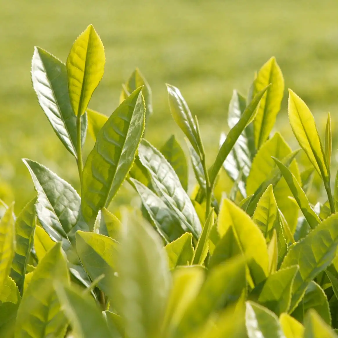 white silver needle tea luxury bai cha bai hao yin zhen