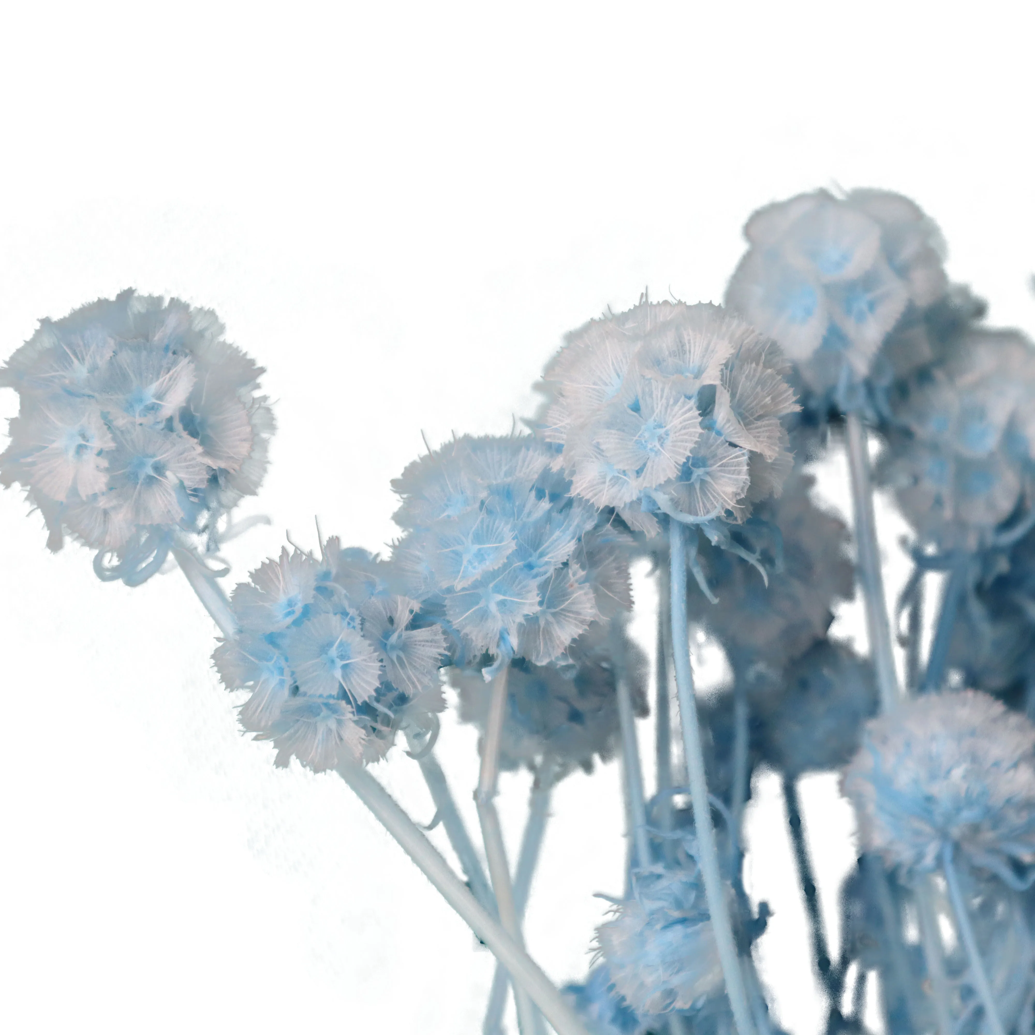 2021 Hot Selling Real Preserved Dried Flower Windmill Fruit Flower Nature Plant Preserved Flowers