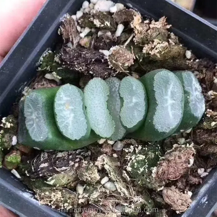 Live Plant Haworthia Tsukahara Decor for Nursery Real Natural Indoor Outdoor Plants